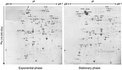 Profiling of Campylobacter jejuni Proteome in Exponential and Stationary Phase of Growth